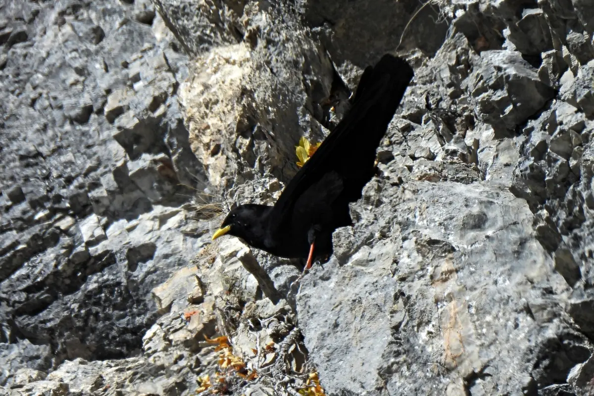 Alpendohle