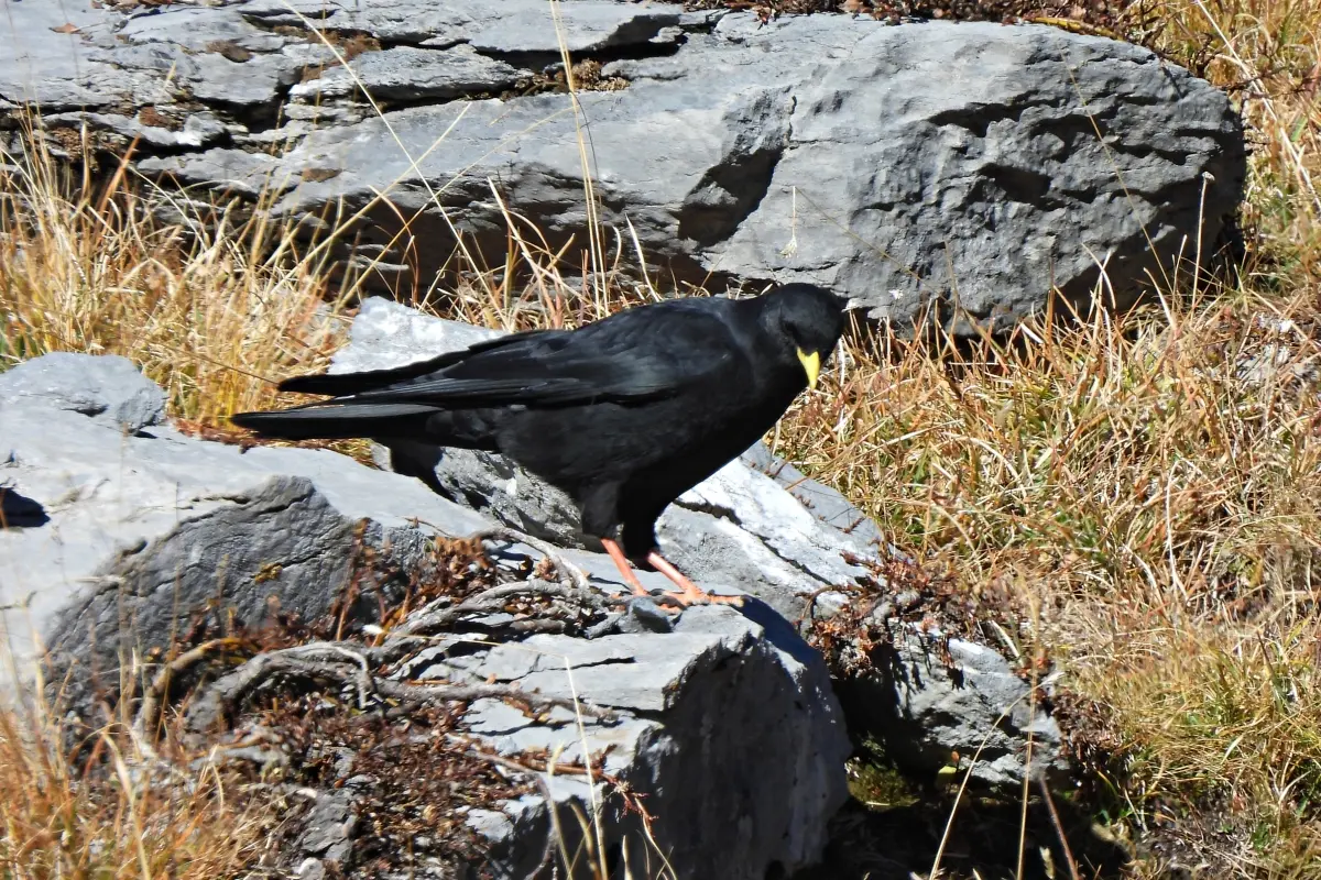 Alpendohle