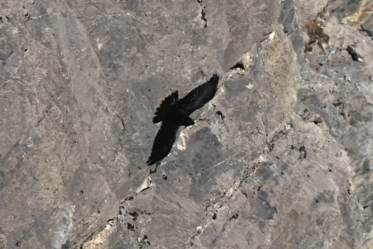 Alpendohle