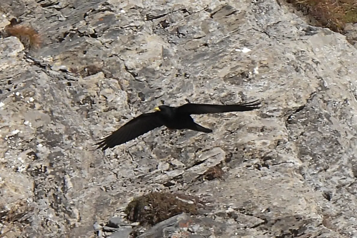 Alpendohle