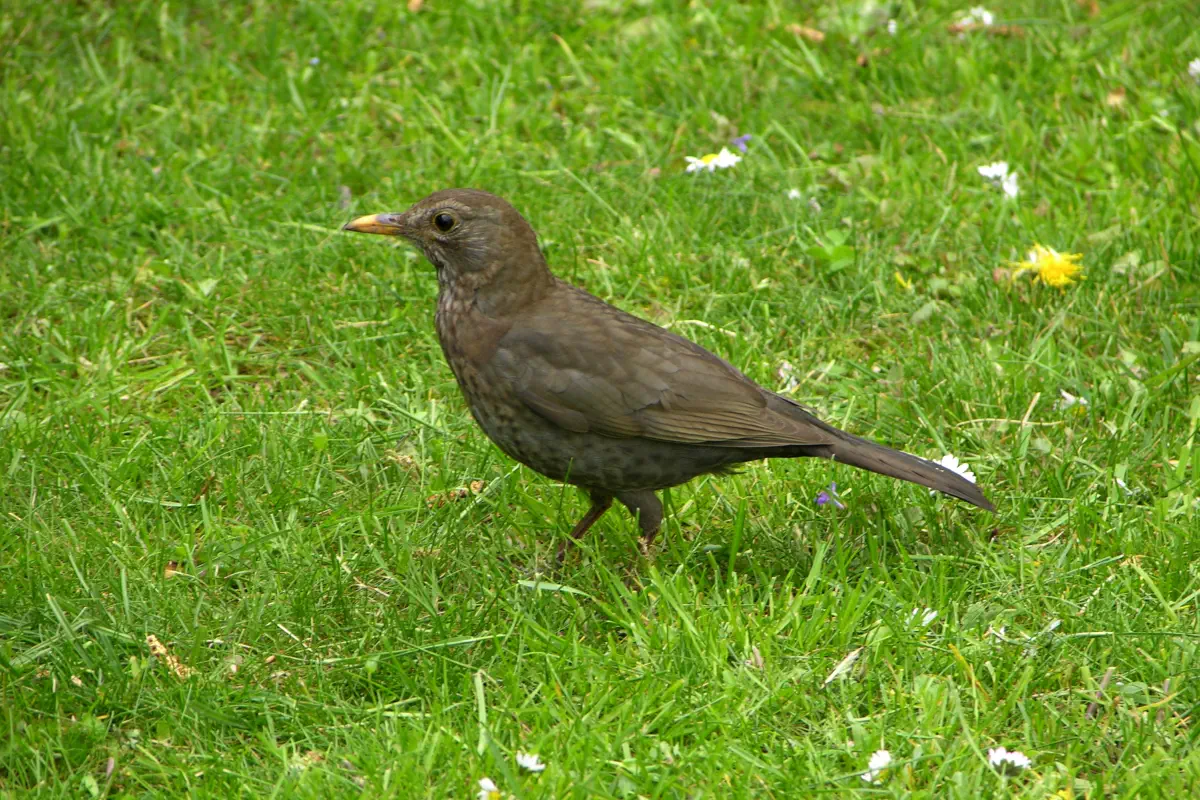 Amsel