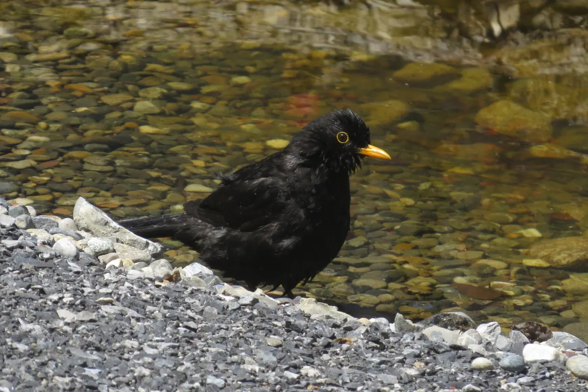 Amsel