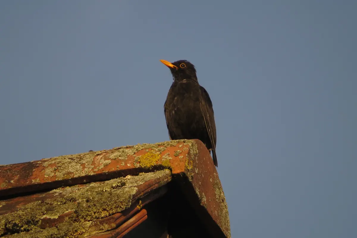 Amsel