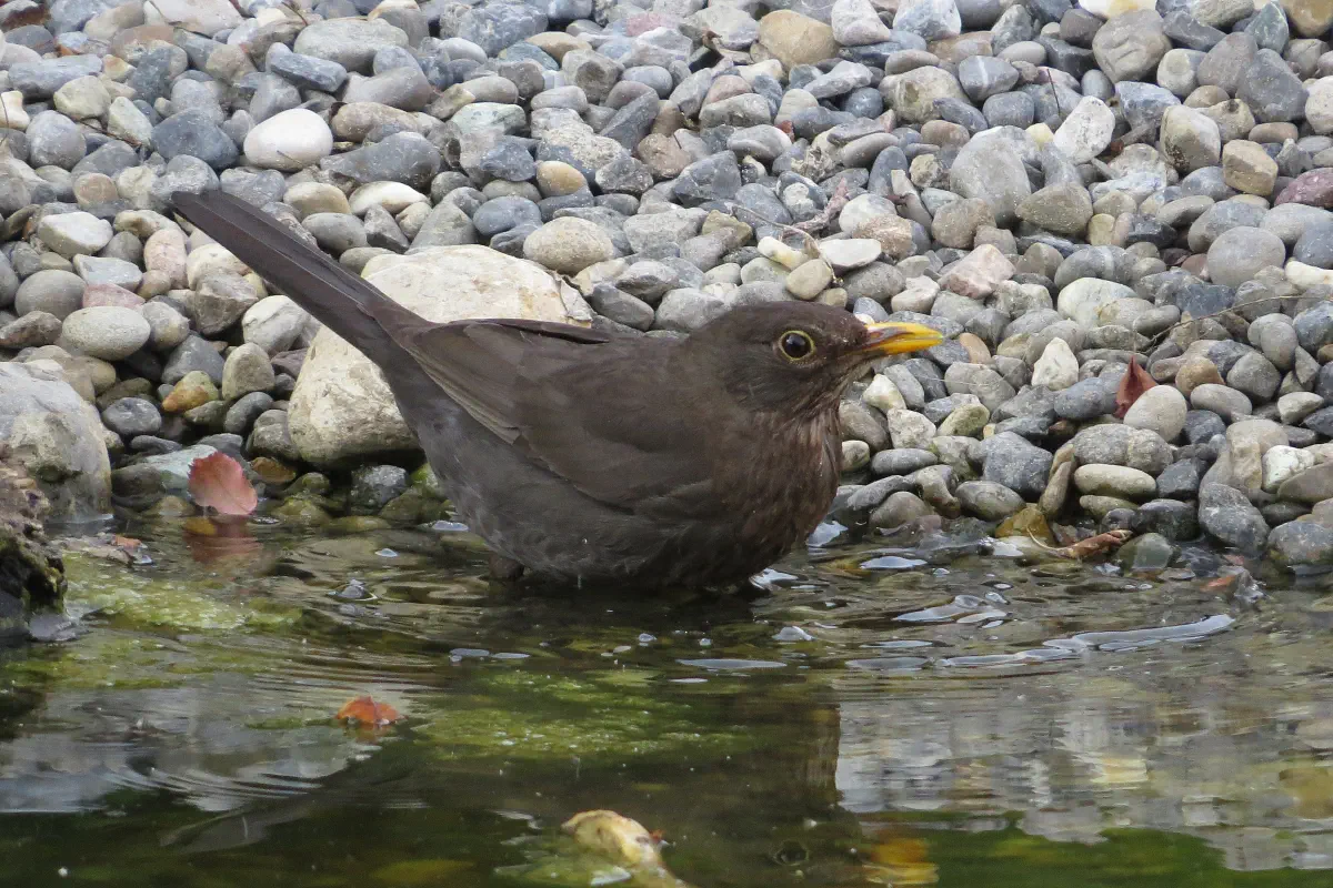 Amsel