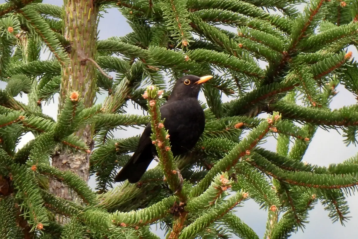 Amsel