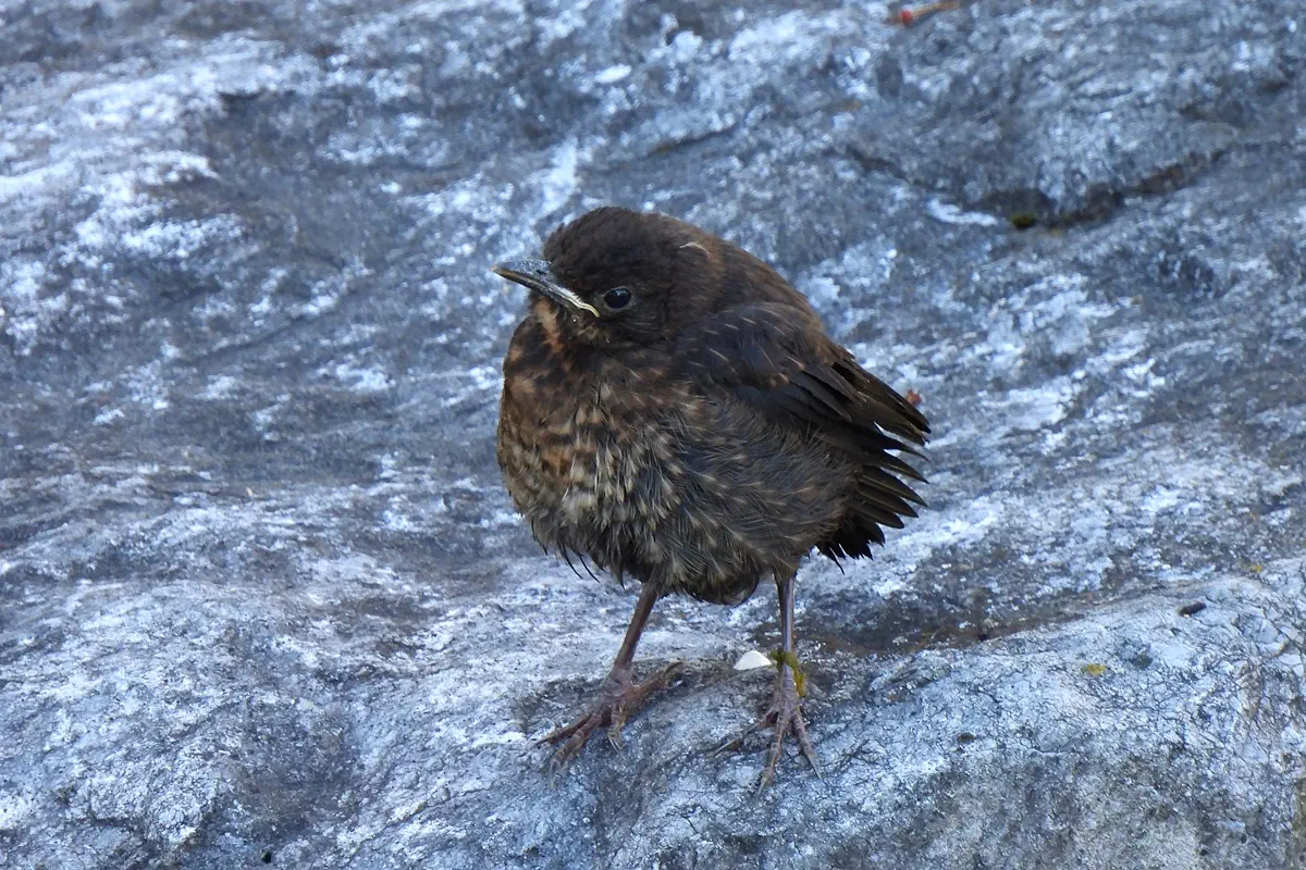 Amsel