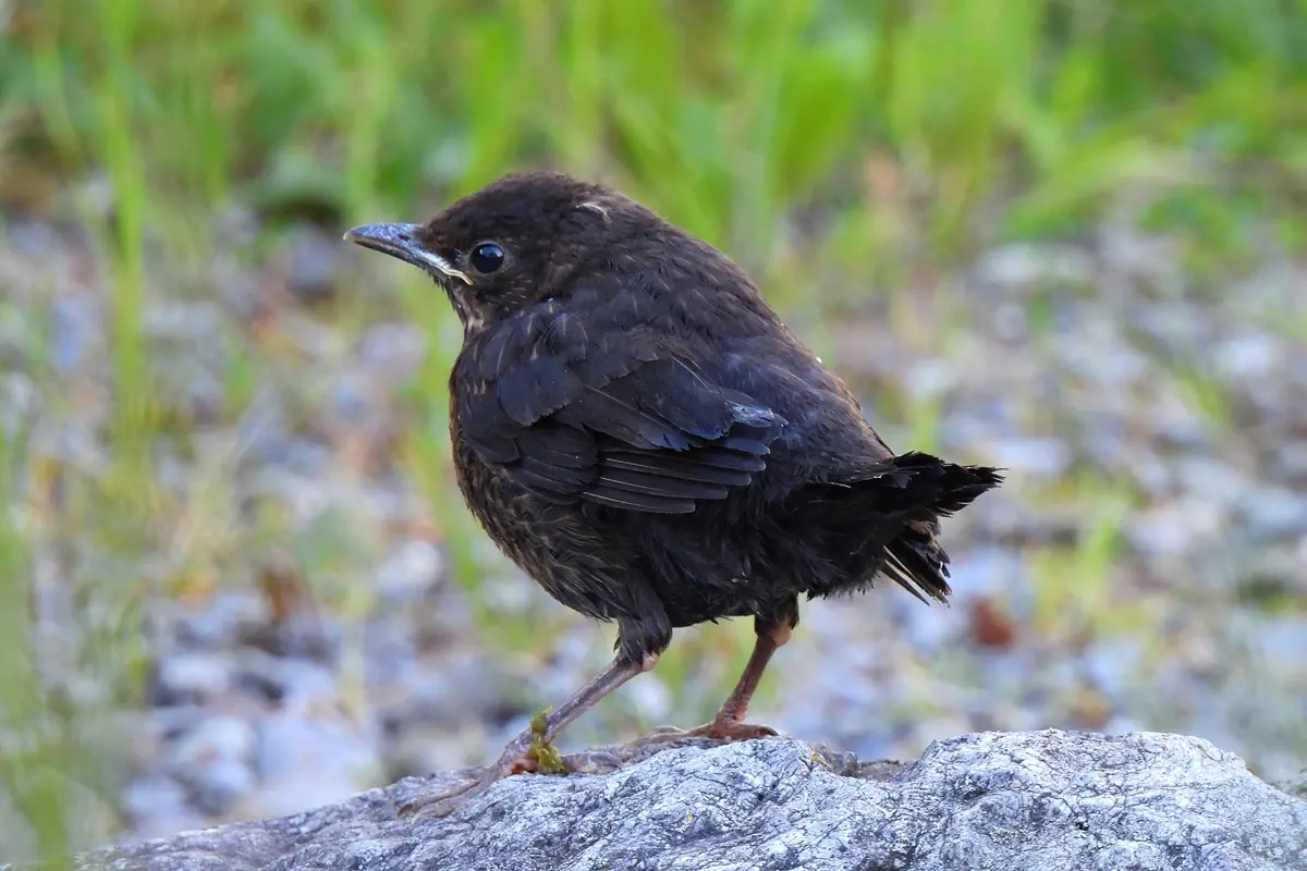 Amsel