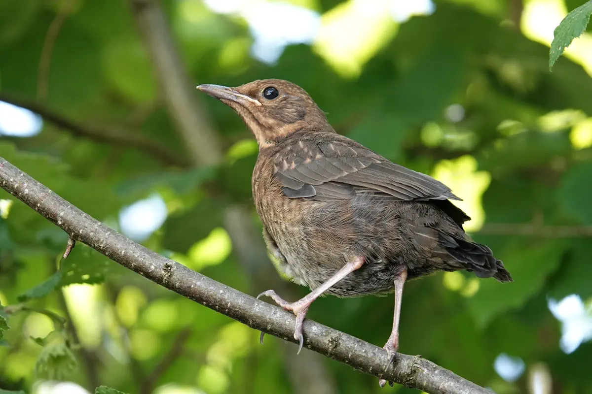 Amsel