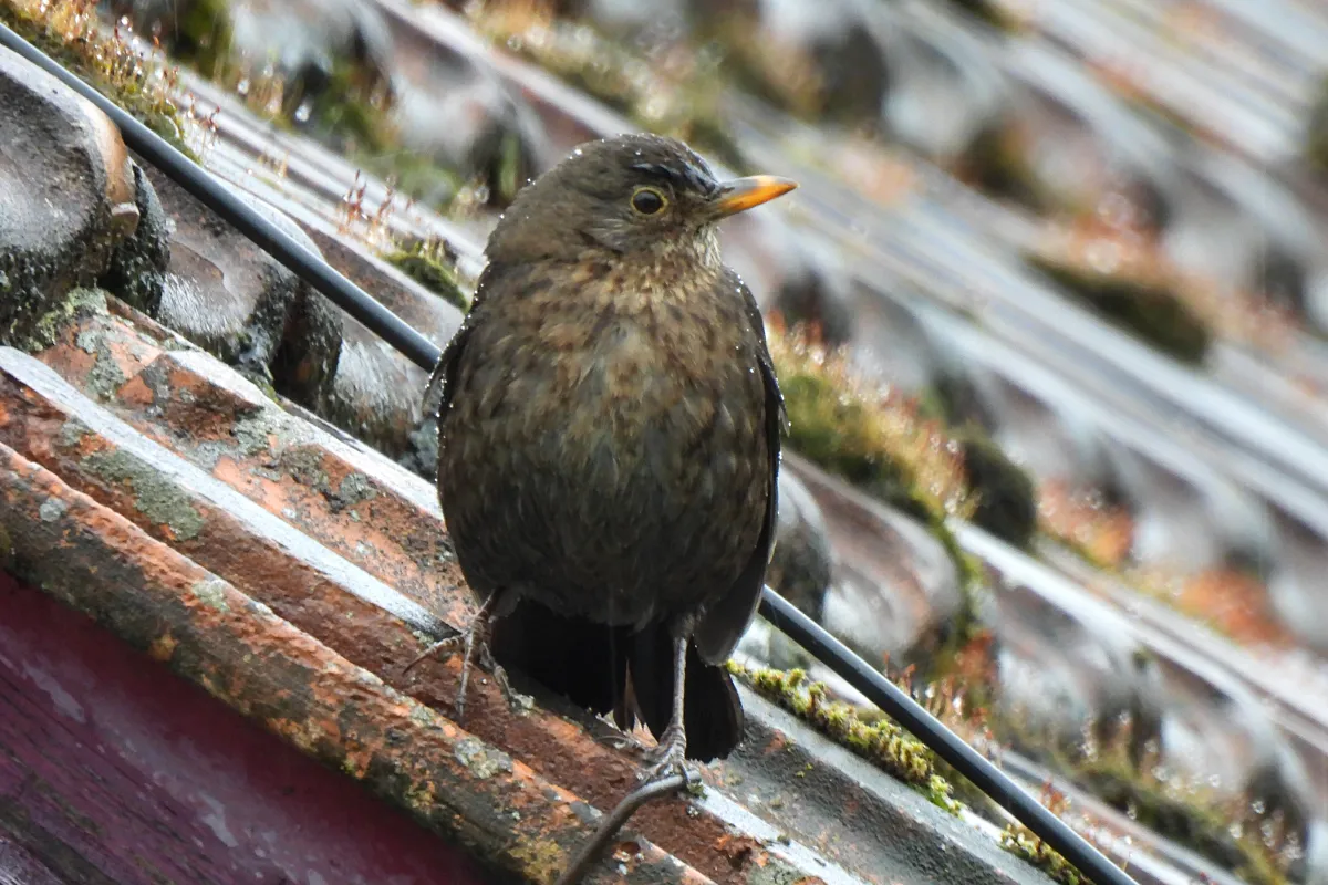 Amsel