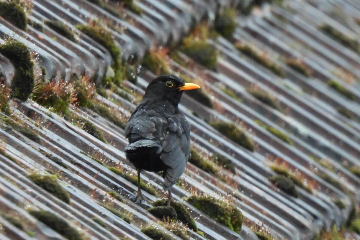 Amsel