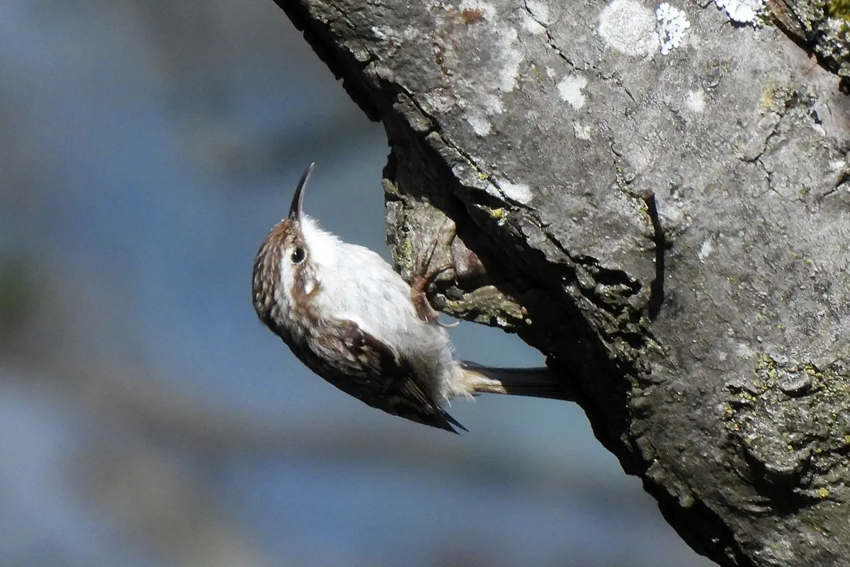 Baumläufer
