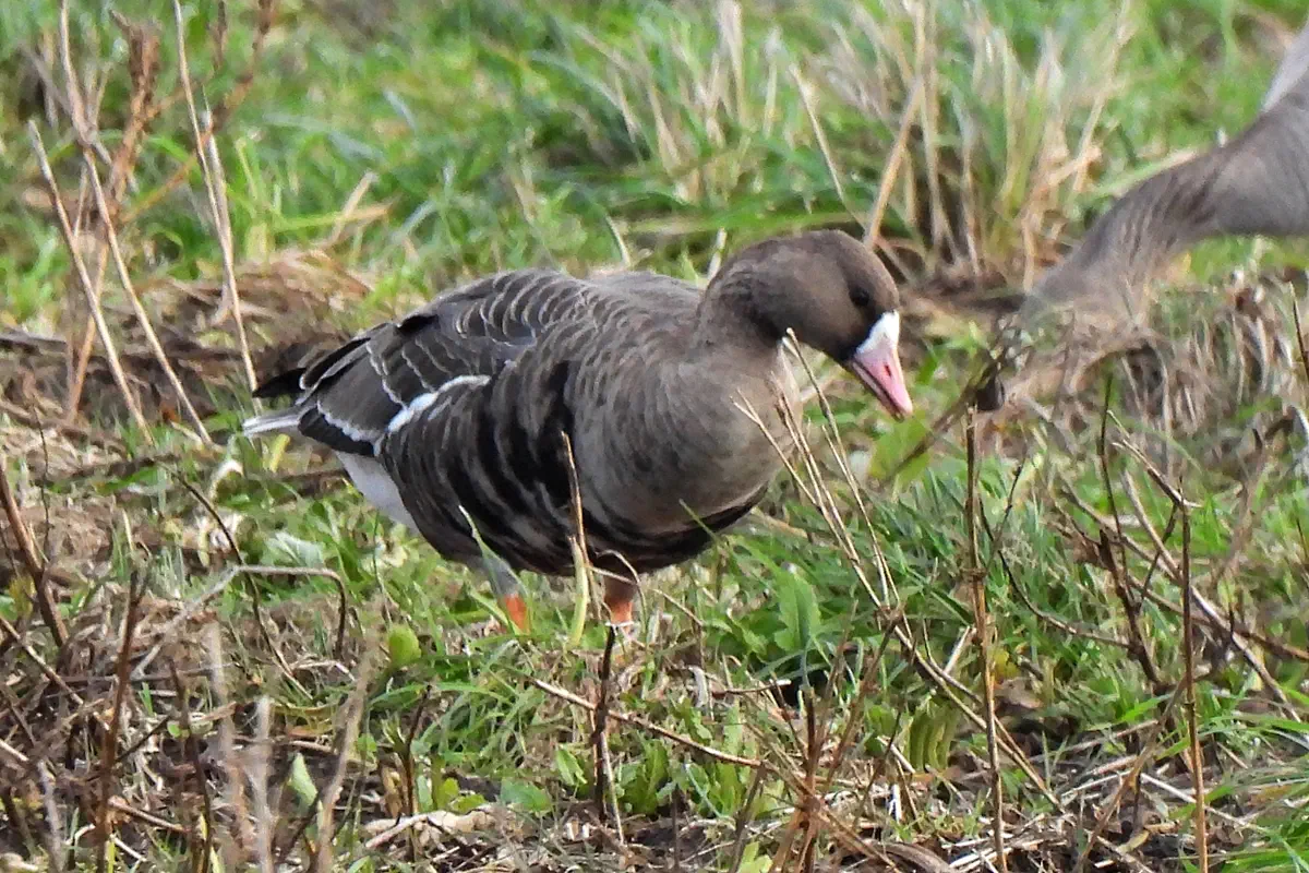 Blässgans