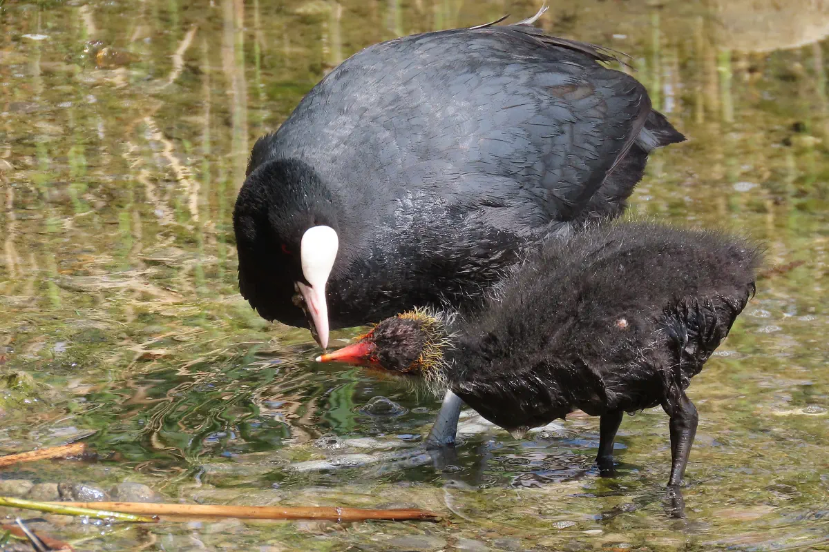 Blässhuhn mit Küken