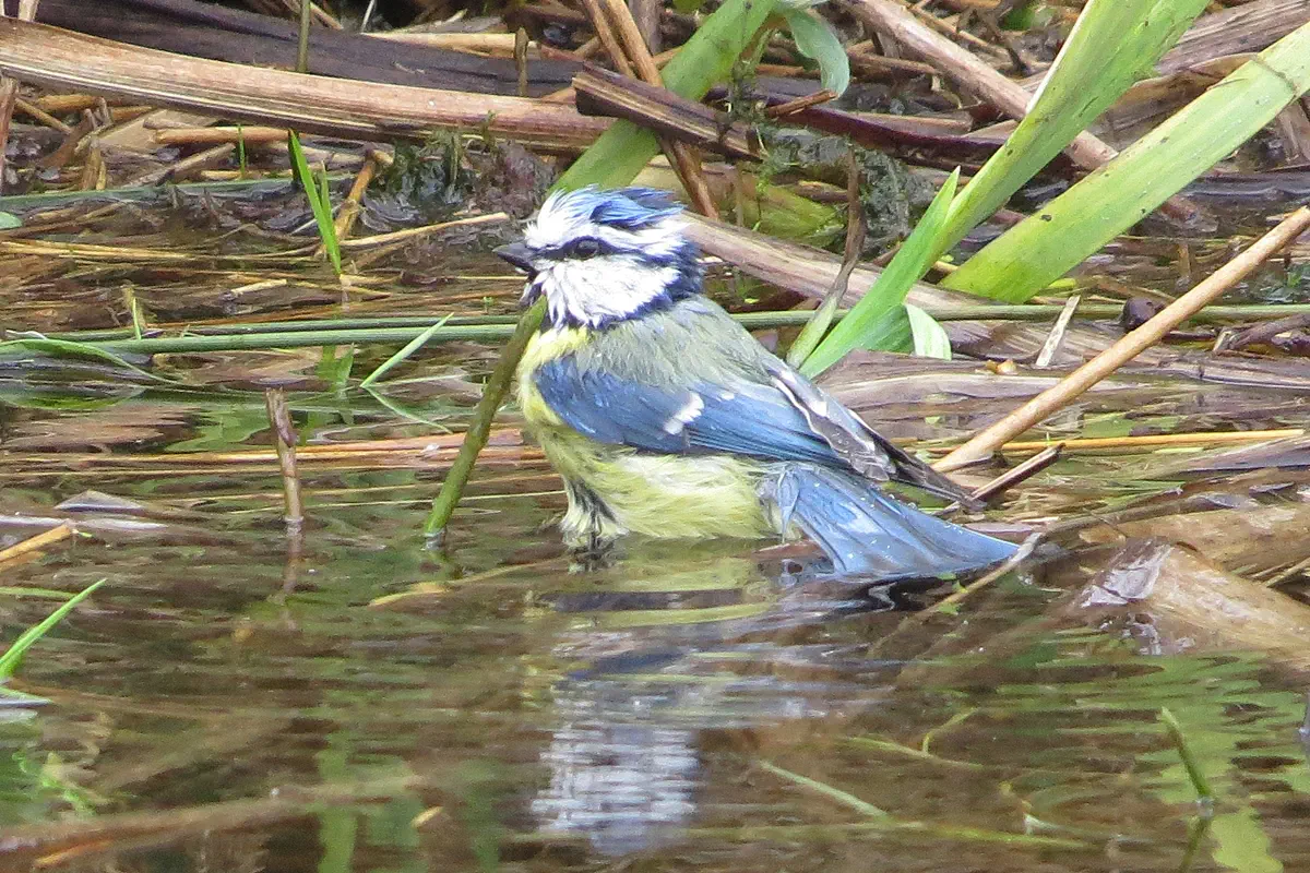 Blaumeise