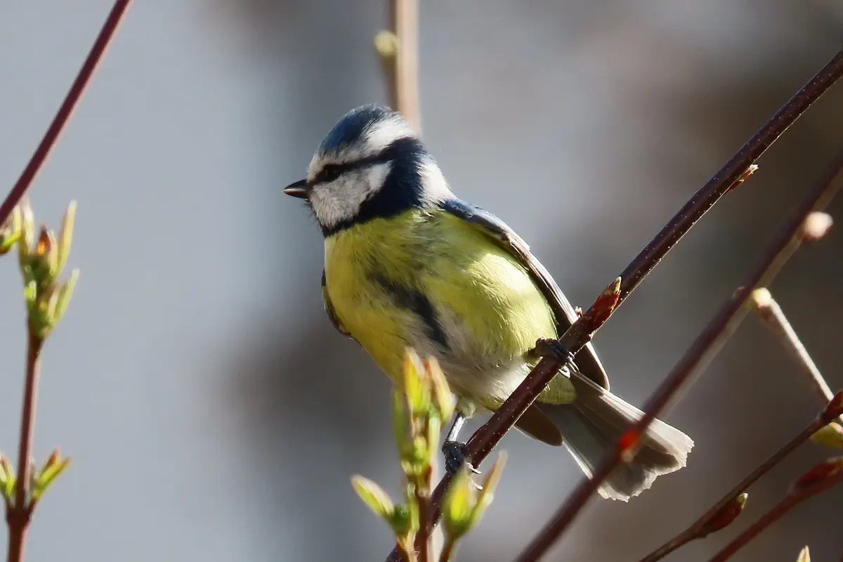 Blaumeise