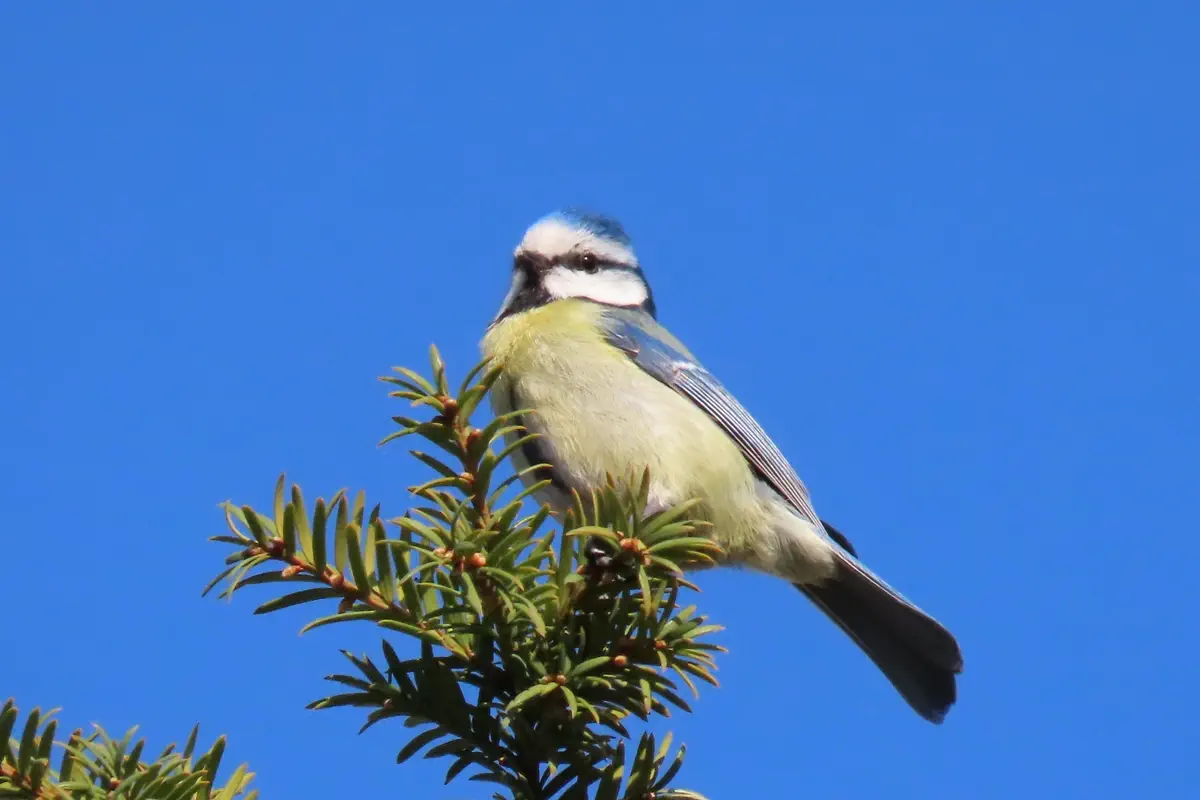 Blaumeise