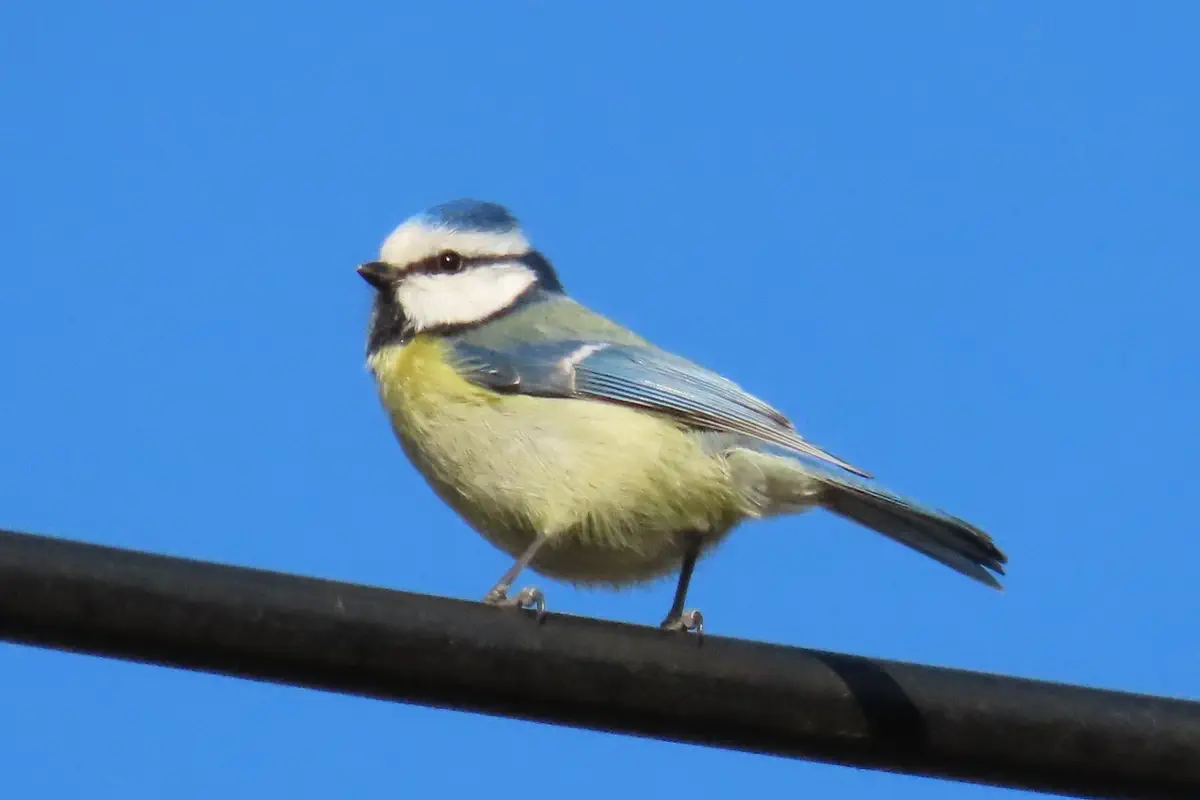 Blaumeise