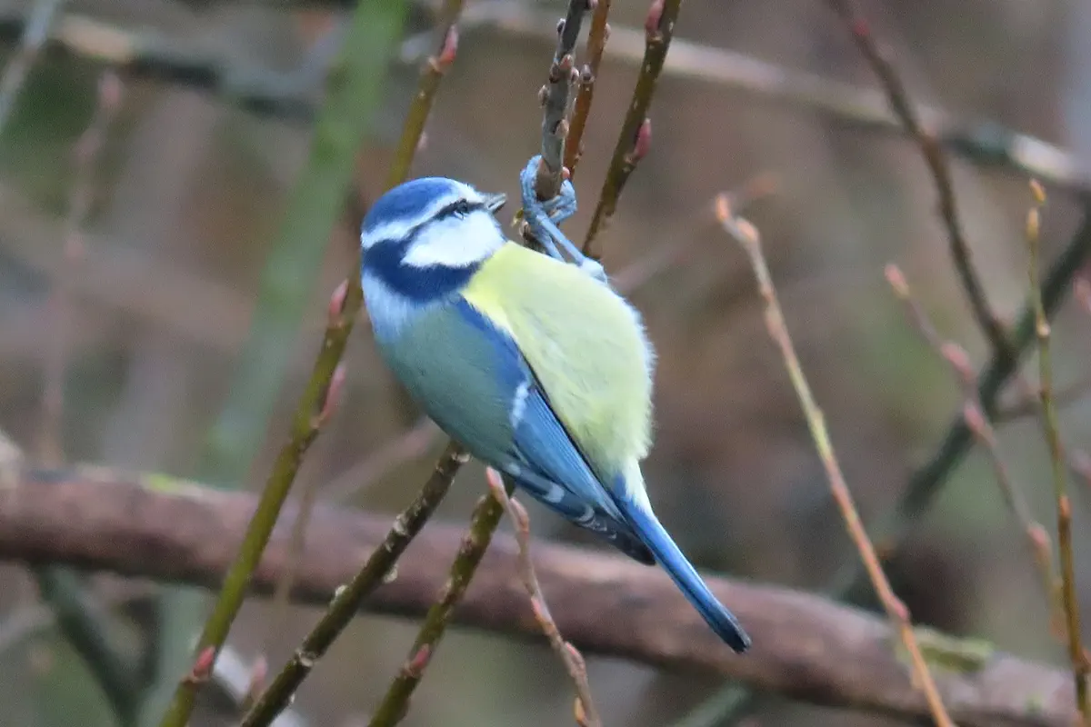 Blaumeise