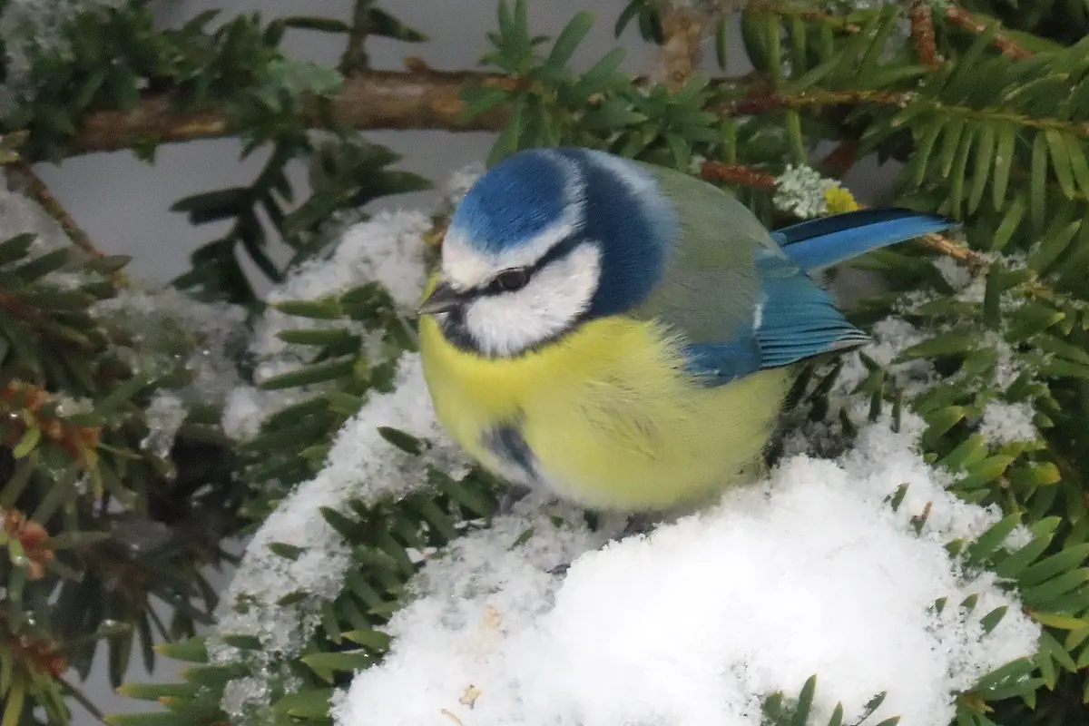 Blaumeise