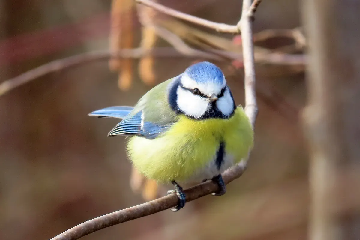 Blaumeise