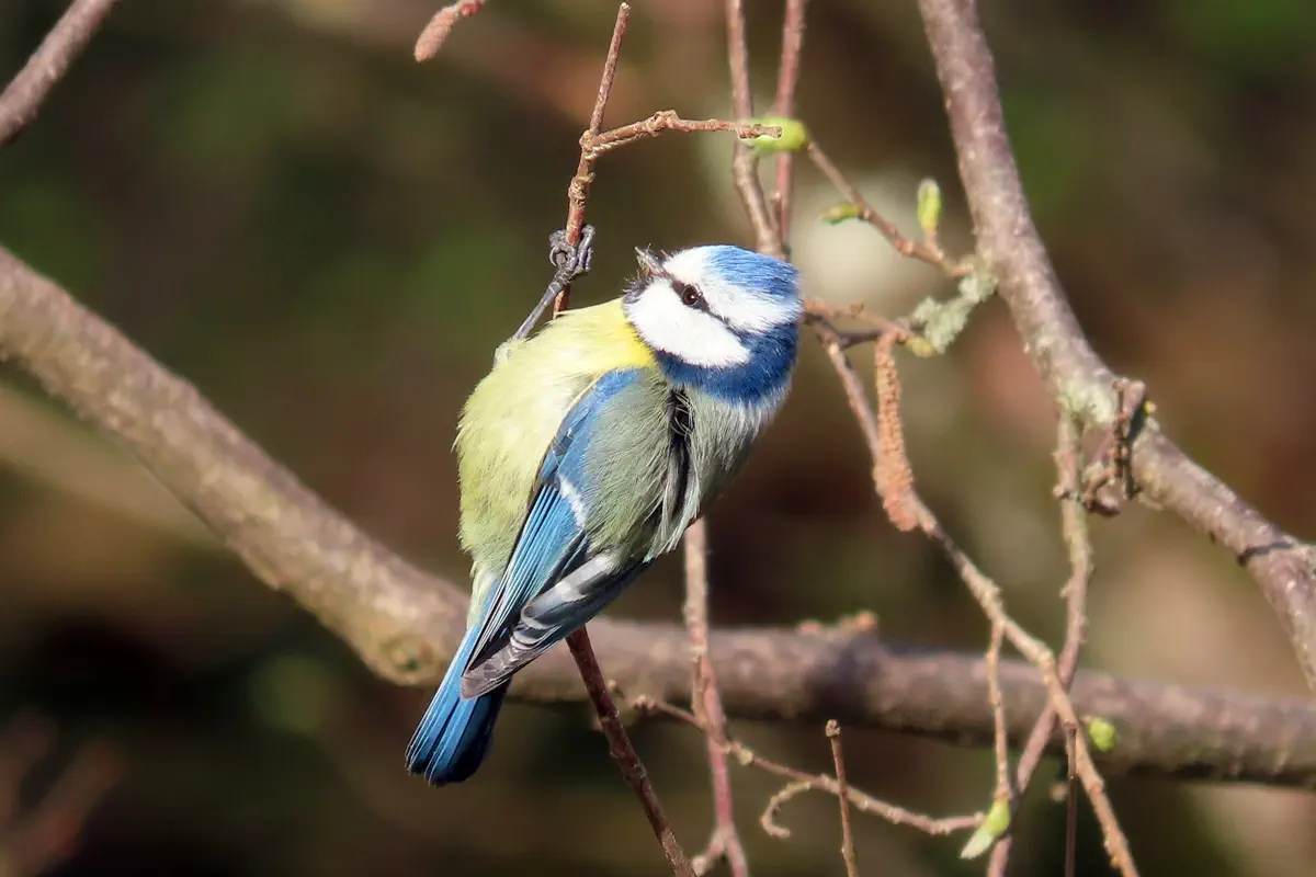 Blaumeise