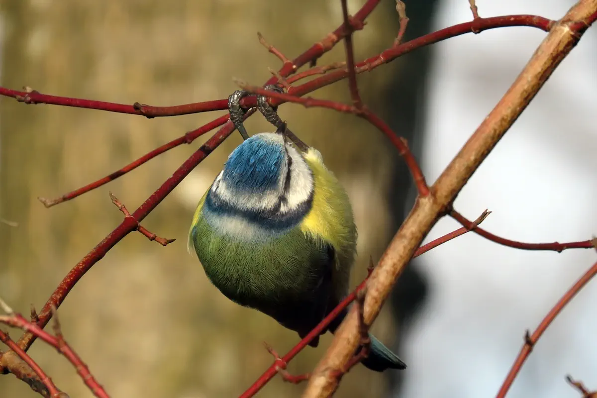 Blaumeise