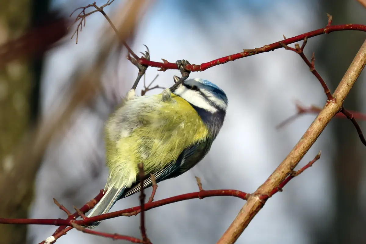 Blaumeise