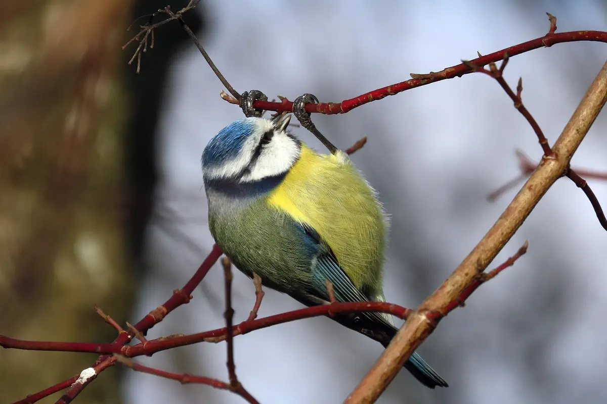 Blaumeise