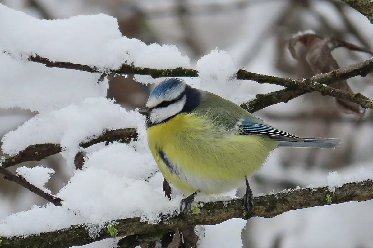 Blaumeise