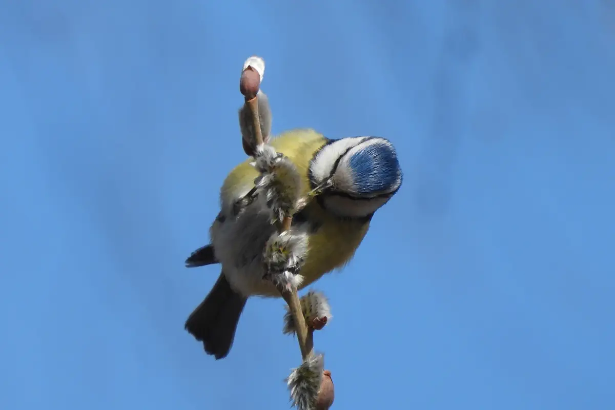 Blaumeise