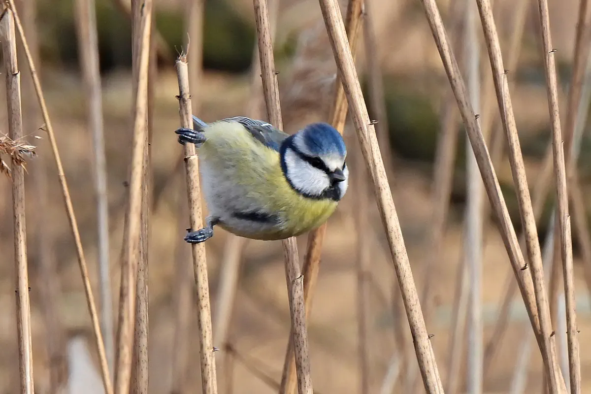 Blaumeise