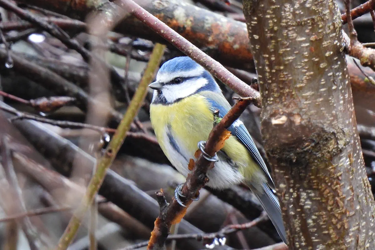 Blaumeise