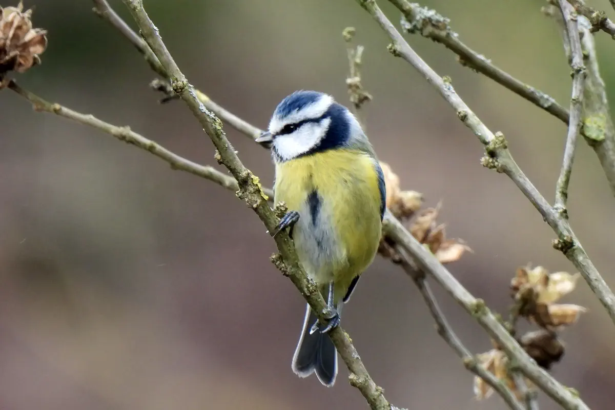 Blaumeise