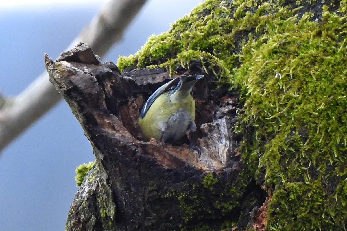 Blaumeise