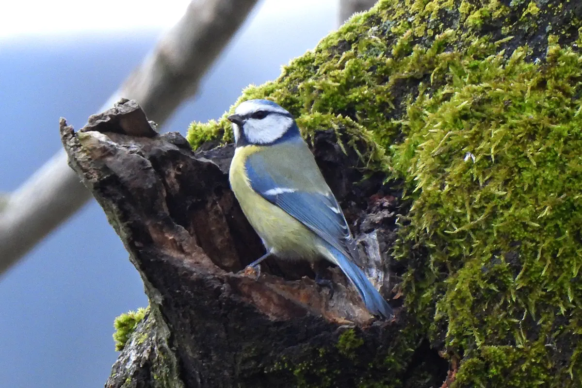 Blaumeise