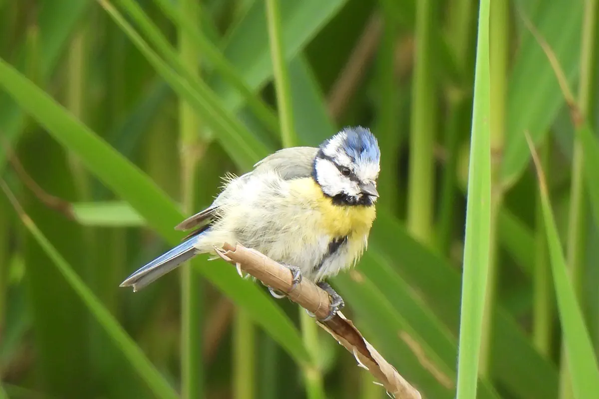 Blaumeise