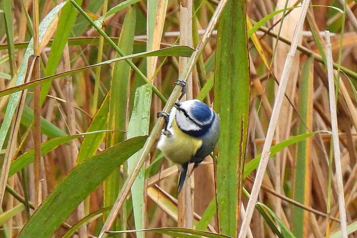 Blaumeise