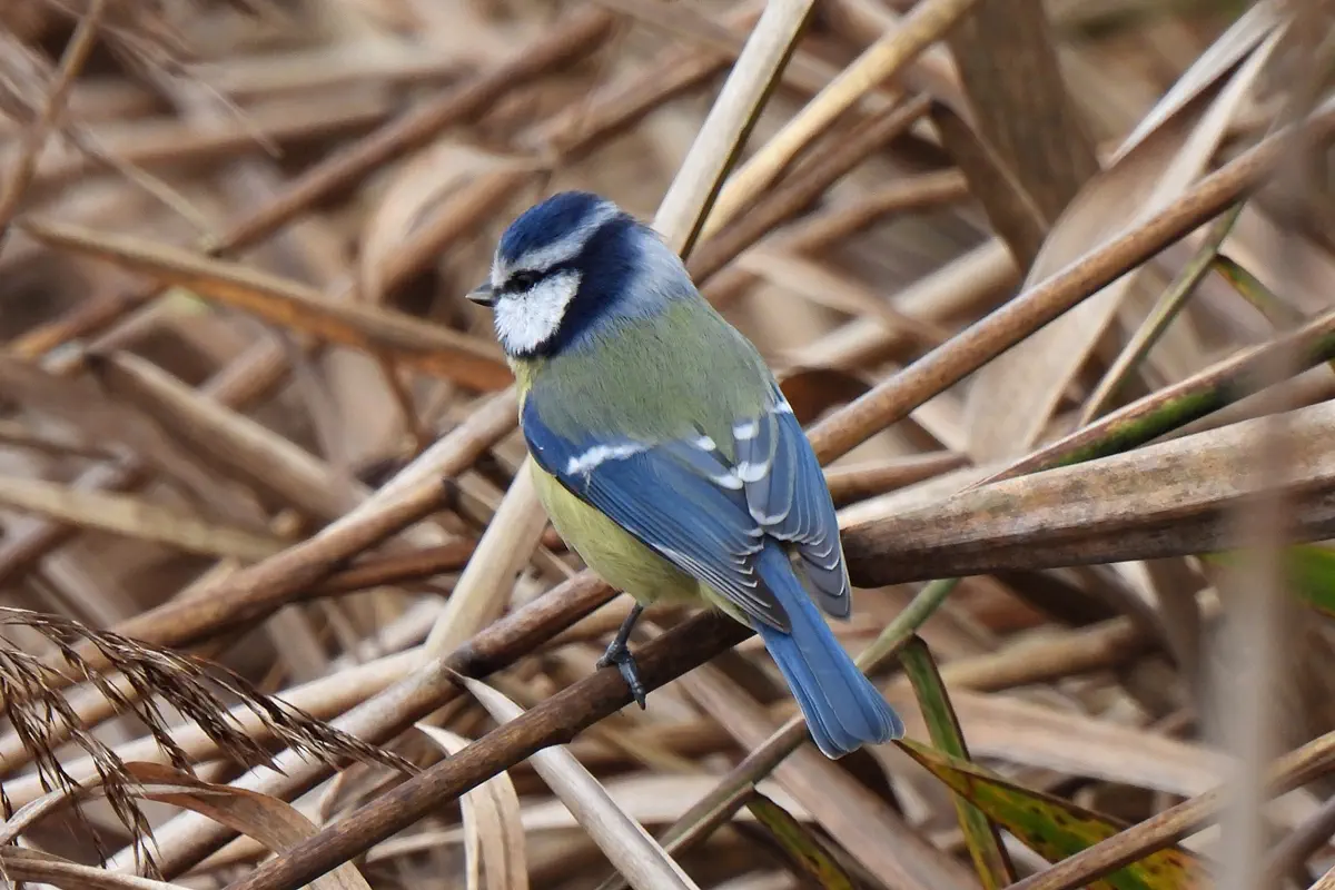 Blaumeise