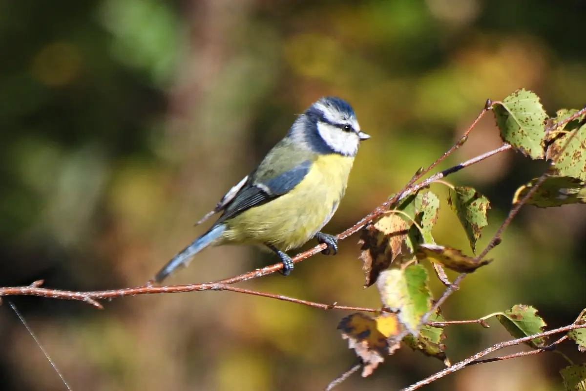 Blaumeise