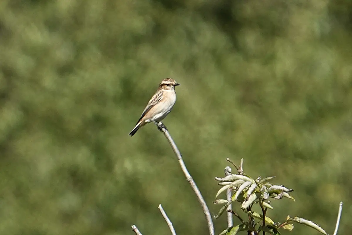 Braunkehlchen