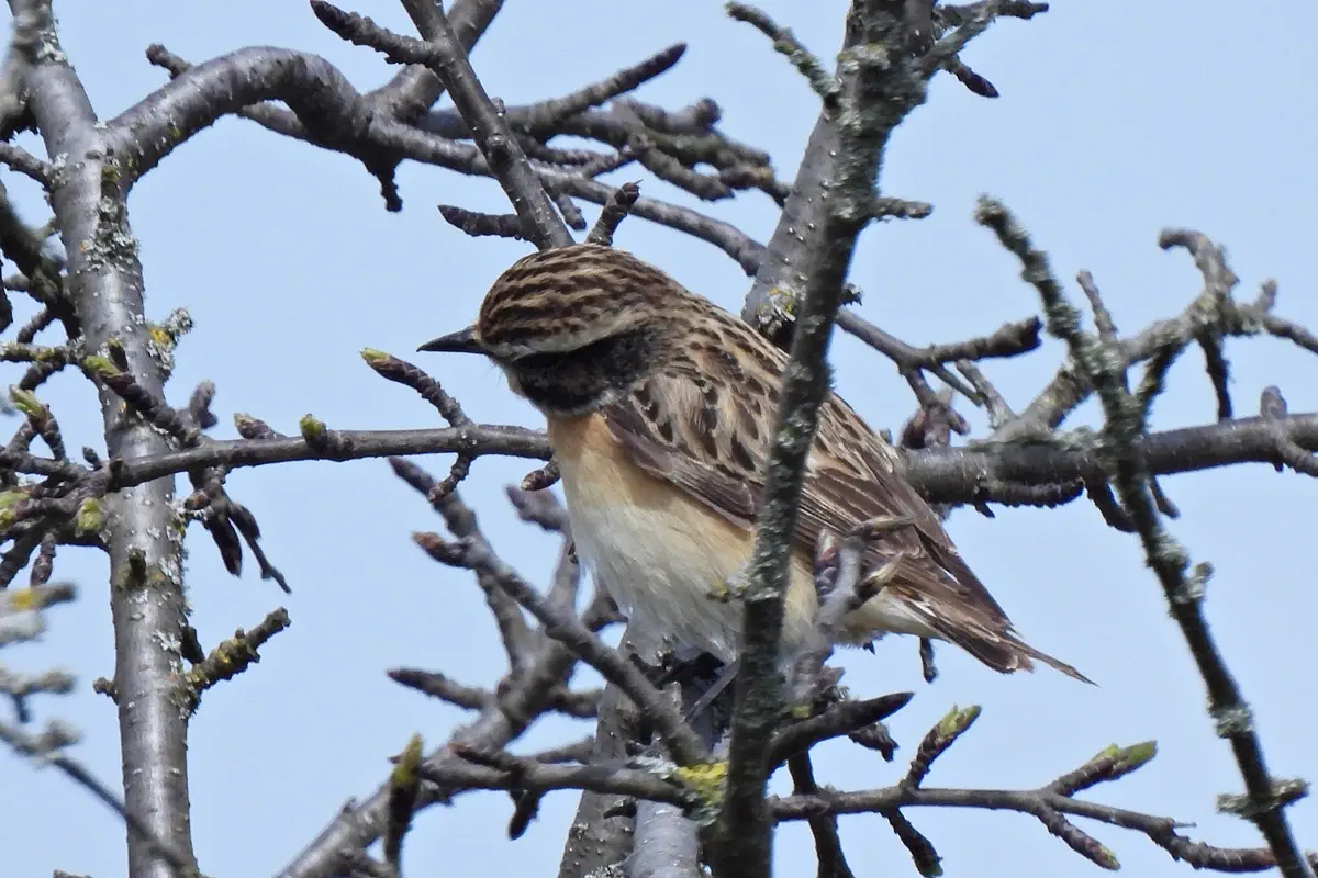 Braunkehlchen