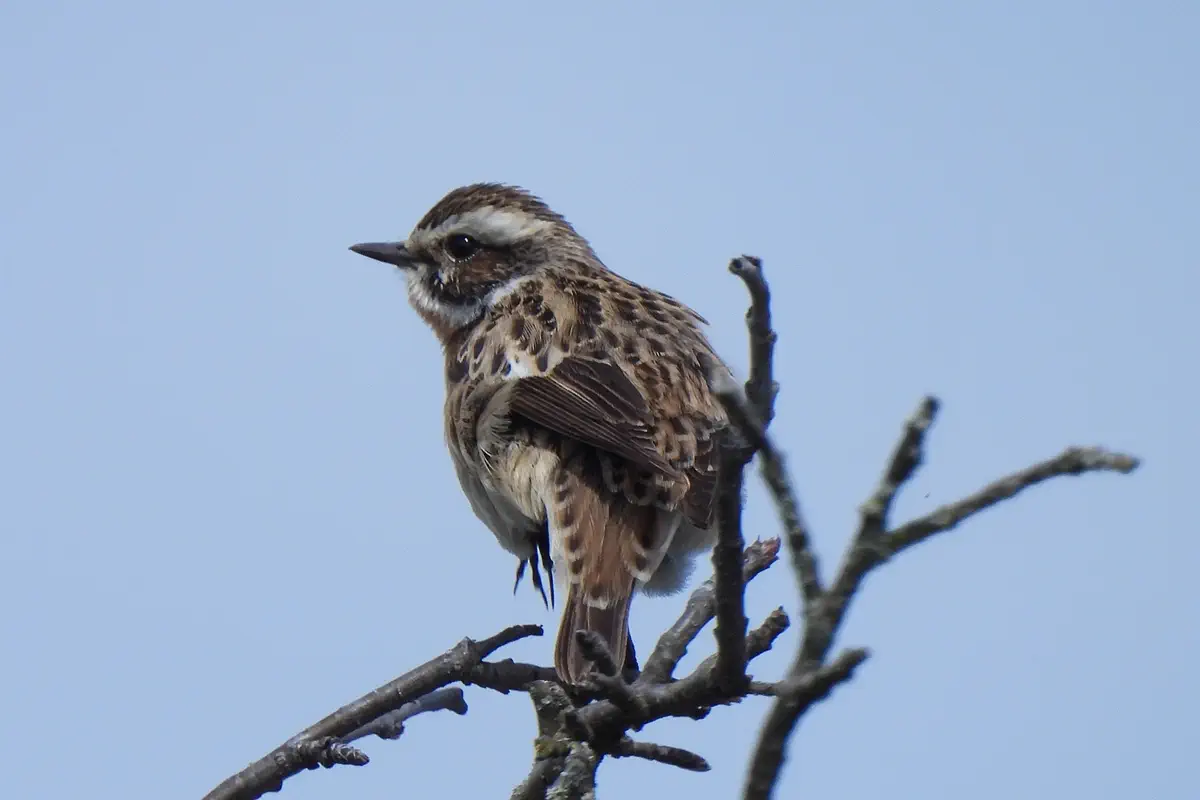 Braunkehlchen