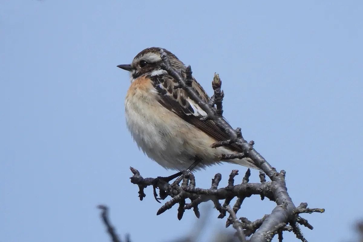 Braunkehlchen