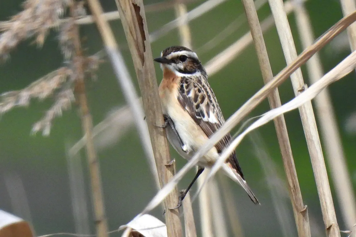 Braunkehlchen
