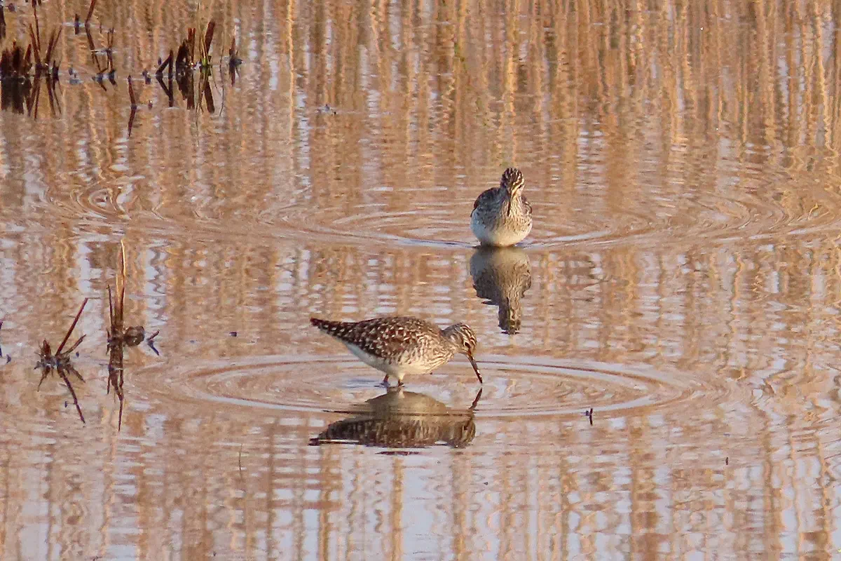 Bruchwasserläufer
