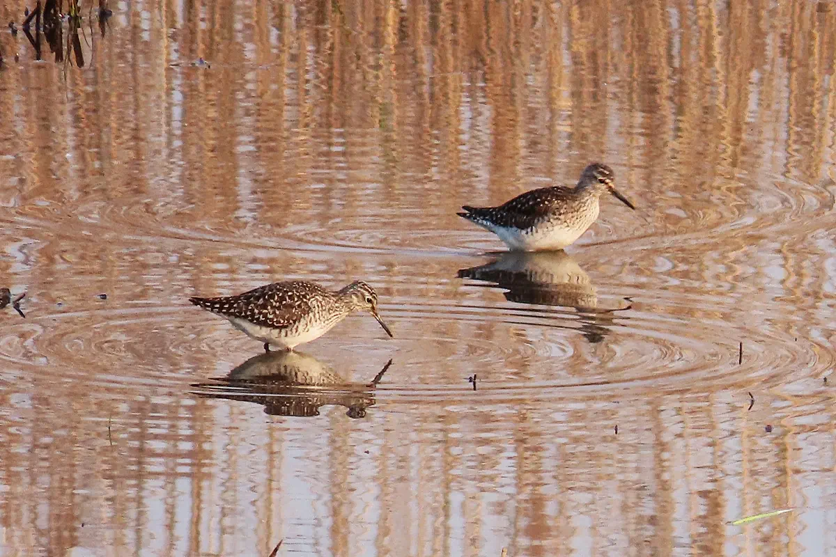 Bruchwasserläufer