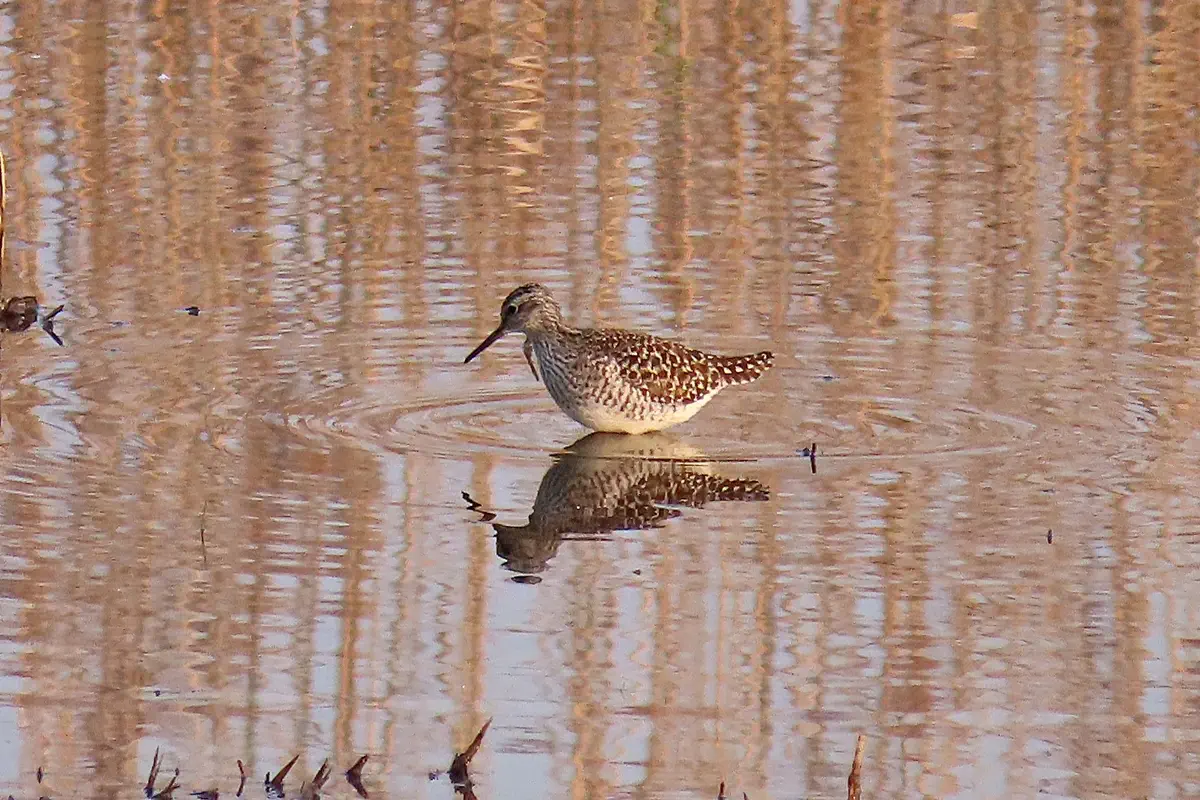 Bruchwasserläufer