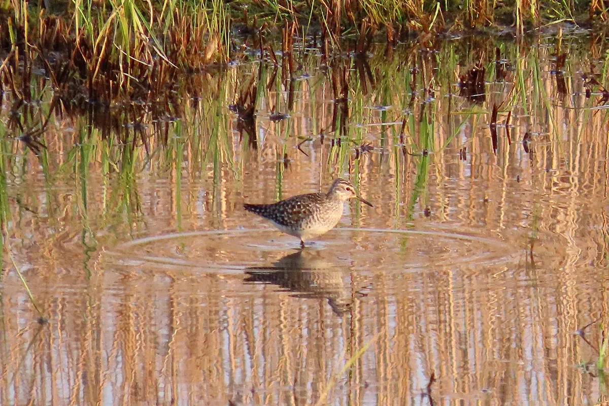 Bruchwasserläufer