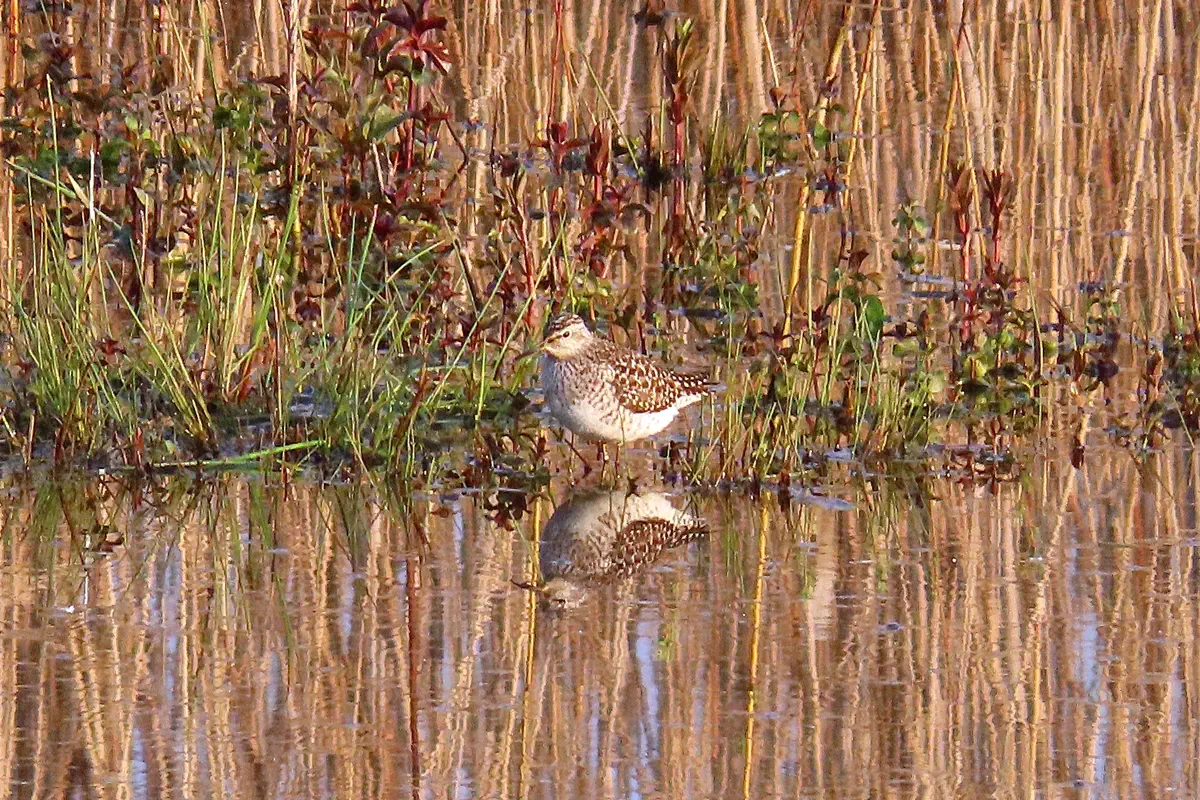 Bruchwasserläufer