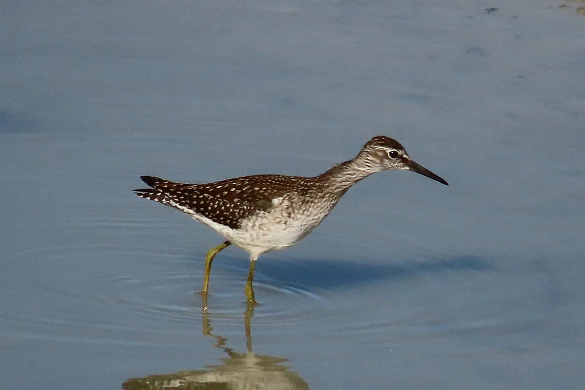Bruchwasserläufer